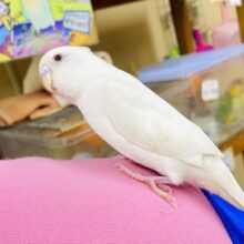 〜新松戸店⭐️キュート揺らめきセキセイ隊⭐️天使ホワイト！最新画像になりますよ❣️🤍幸せの白い鳥🤍まっしろしろ〜んなセキセイさん🤍　セキセイインコ　アルビノ
