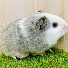 おめかししているの〜ホワイトフェイスが特徴的⭐️ イングリッシュモルモット　グレー×白　男の子