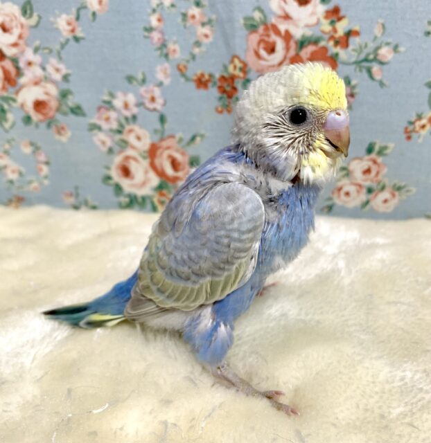 セキセイインコ パステルレインボークリーム系 🍨💙