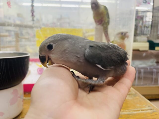 コザクラインコ（小桜インコ）