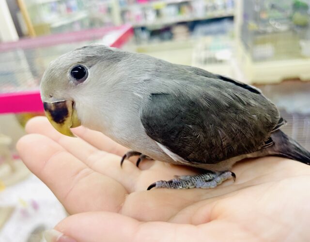 コザクラインコ（小桜インコ）