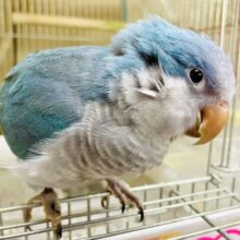 最新画像になりますよ🎵ポテっと一息ついてく？　オキナインコ　ブルー