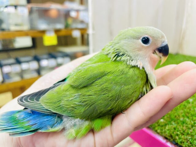 最新画像になりますよ⭐️まるで兄弟みたい！？💚❤️左のコザクラ相棒だよ❤️💚　コザクラインコ　ノーマル