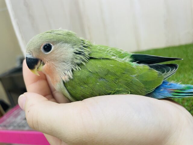 コザクラインコ（小桜インコ）