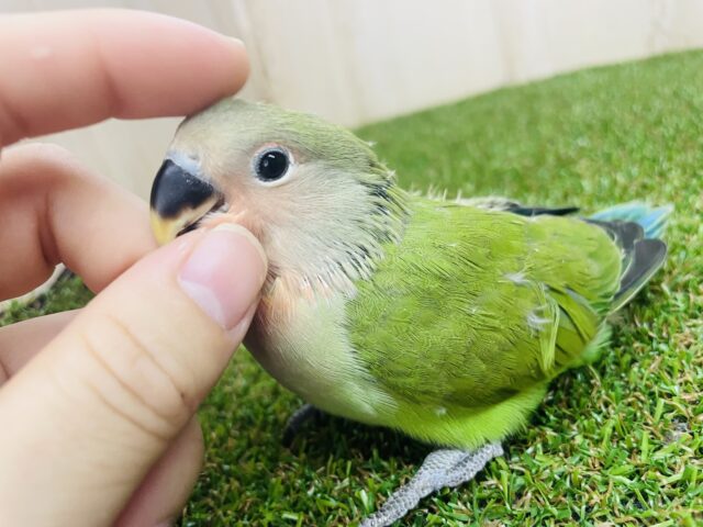 コザクラインコ（小桜インコ）