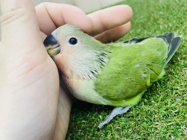 コザクラインコ（小桜インコ）