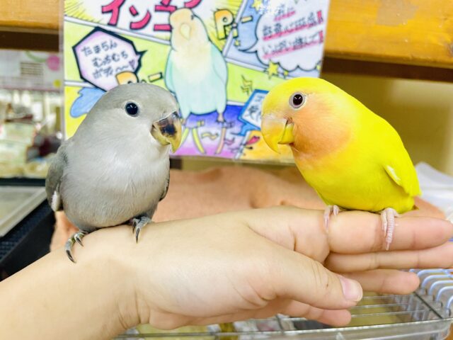 コザクラインコ（小桜インコ）