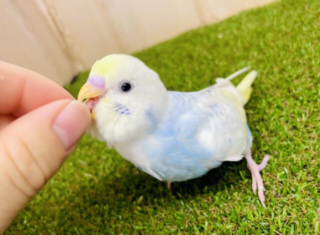 最新画像になりますよ⭐️しゅわしゅわ🫧＋レモン🍋の圧倒的なセンス⭐️ セキセイインコ　パステルレインボーパイド