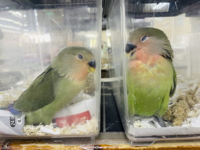 コザクラインコ（小桜インコ）