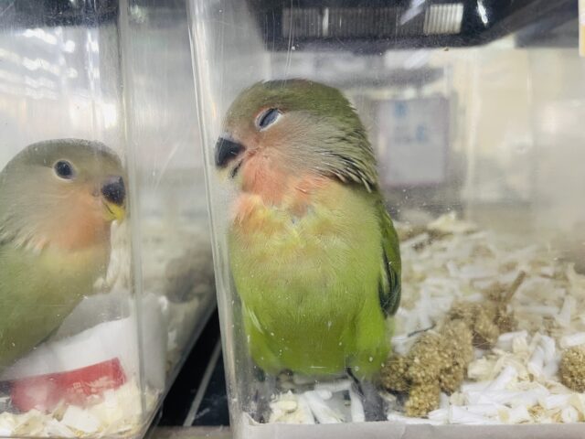 コザクラインコ（小桜インコ）