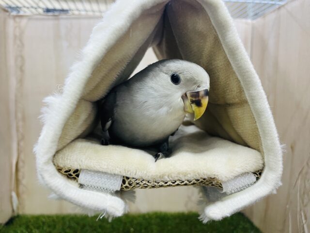 コザクラインコ（小桜インコ）