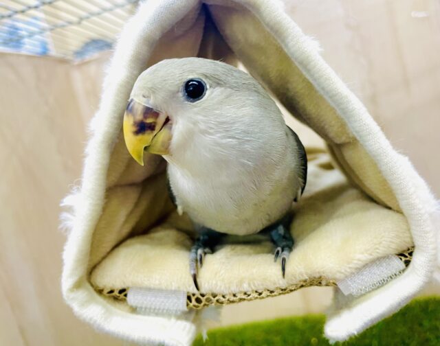 🌙ムンちゃん🌙これぞ！！！シックでクールなコザたん！　コザクラインコ　モーブ