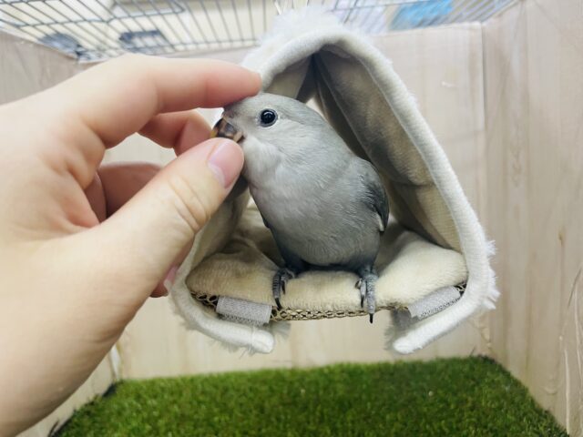 コザクラインコ（小桜インコ）