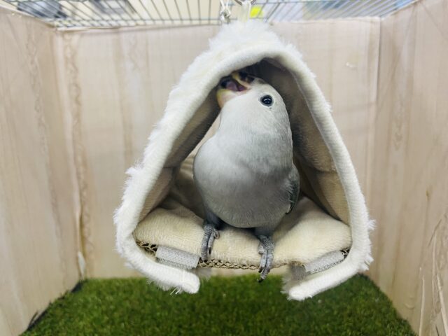 コザクラインコ（小桜インコ）