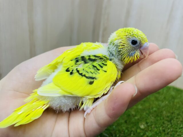 セキセイインコ