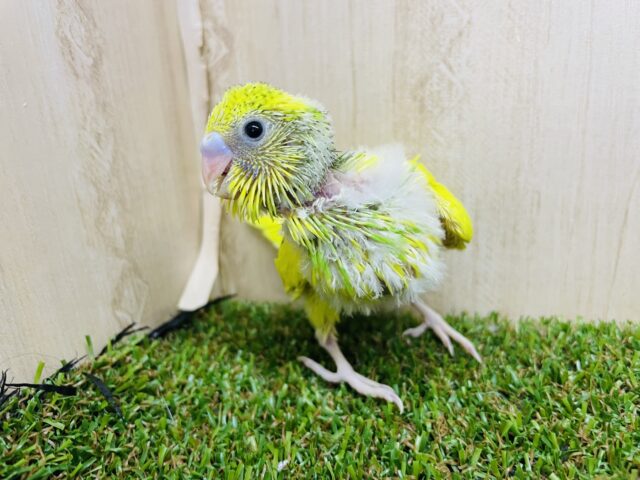 セキセイインコ