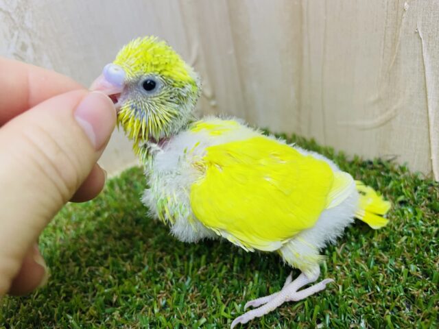 セキセイインコ