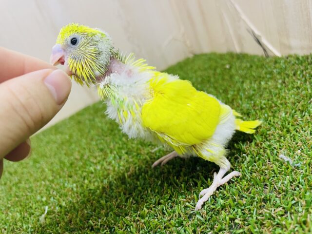 セキセイインコ