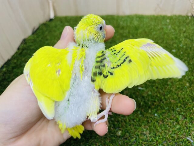 セキセイインコ