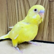 レモン？🍋たまご？🍳愛嬌モンスター？💛セキセイインコ(ルチノー) ヒナ