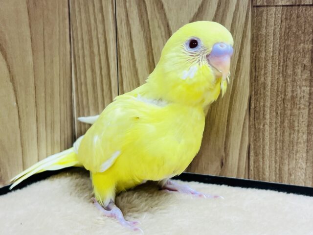 レモン？🍋たまご？🍳愛嬌モンスター？💛セキセイインコ(ルチノー) ヒナ