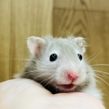 手のひらでなでなでできます♡セーブルハムスター(男の子)