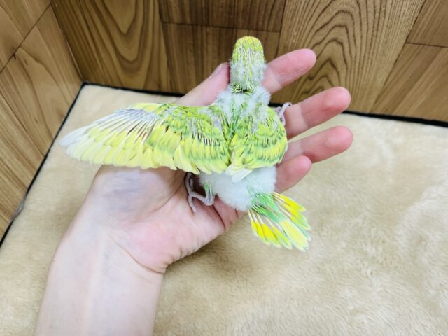 セキセイインコ