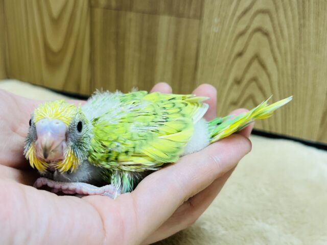 セキセイインコ