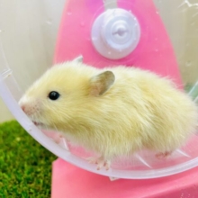 お菓子食べ過ぎちゃった！運動しないと❣️ サテンハムスター　女の子