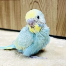 溢れ出ちゃう可愛さ♡♡セキセイインコ(パステルカラーレインボー) ヒナ