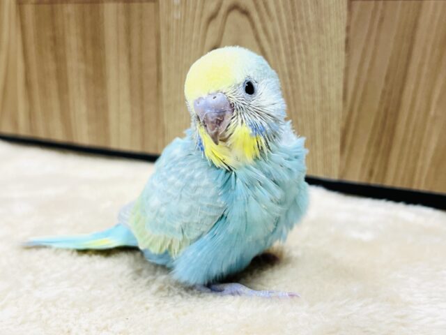 溢れ出ちゃう可愛さ♡♡セキセイインコ(パステルカラーレインボー) ヒナ