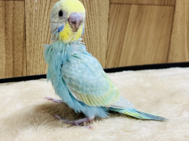 セキセイインコ