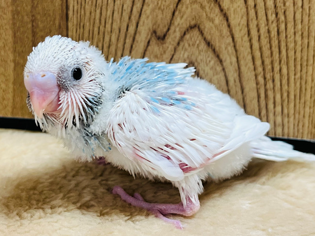 明るめカラーの人気者！セキセイインコ(パイド) ヒナ