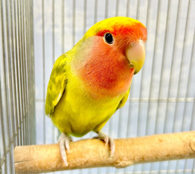 なれる予感💛コザクラインコ(タイガー) 2022年10月生まれ