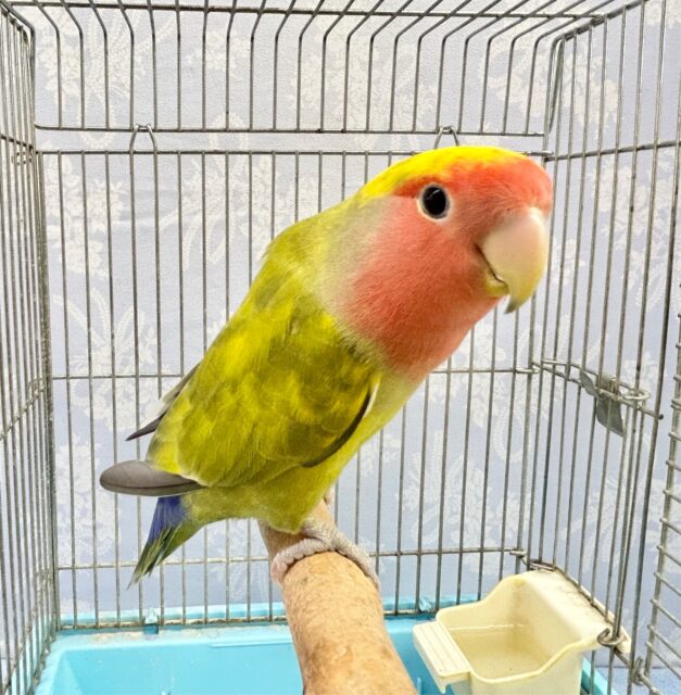 コザクラインコ（小桜インコ）