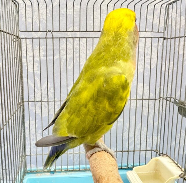なれる予感💛コザクラインコ(タイガー) 2022年10月生まれ コザクラインコ(小桜インコ)