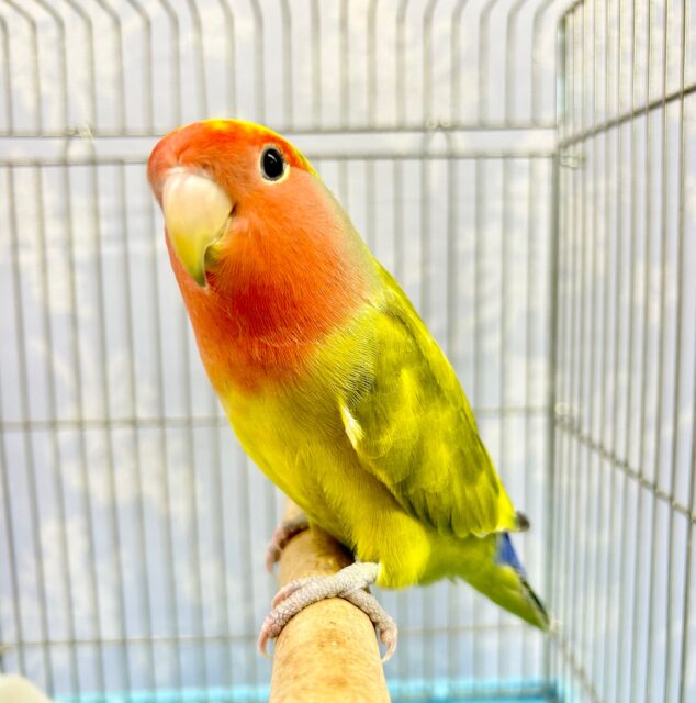 コザクラインコ（小桜インコ）