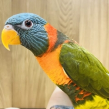 やんちゃ♡遊び好き♡フレンドリー♡ゴシキセイガイインコ(オリーブ)