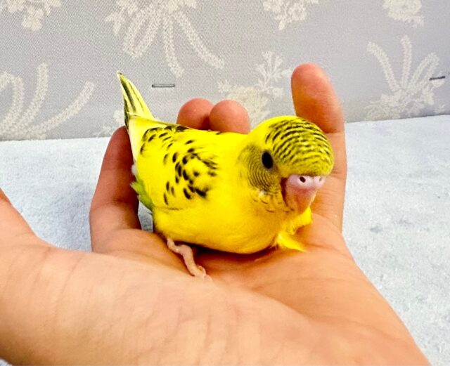 黄色💛セキセイインコ(イエローハルクイン)2023年8月生まれ