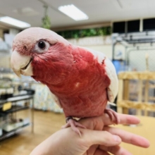 【小山店限定🦜】個性派ぞろい☆中・大型インコフェア🫧