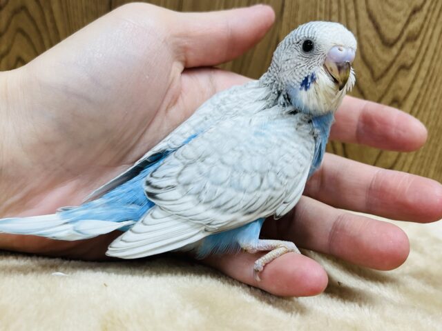 【最新画像更新🪄】首のワタワタはマフラーじゃないよ◎セキセイインコ(スパングル) ヒナ