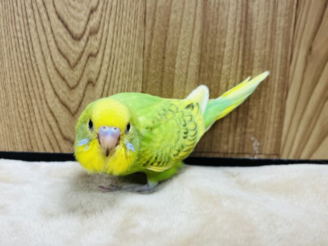 セキセイインコ