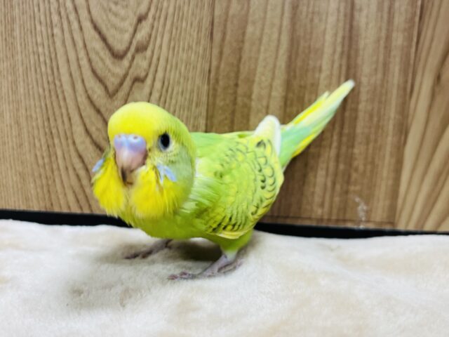 セキセイインコ