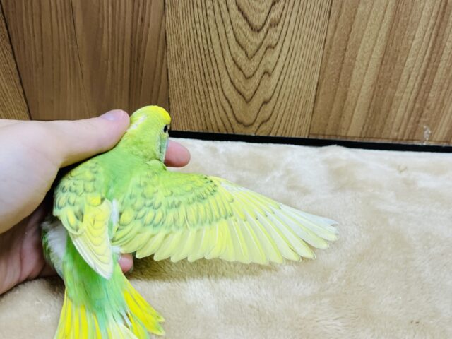 セキセイインコ