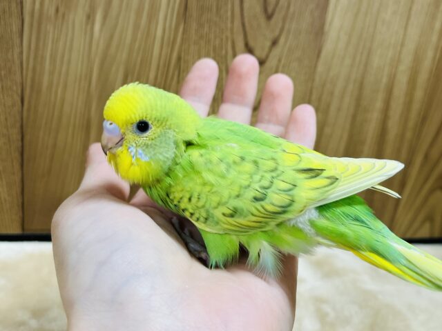 セキセイインコ