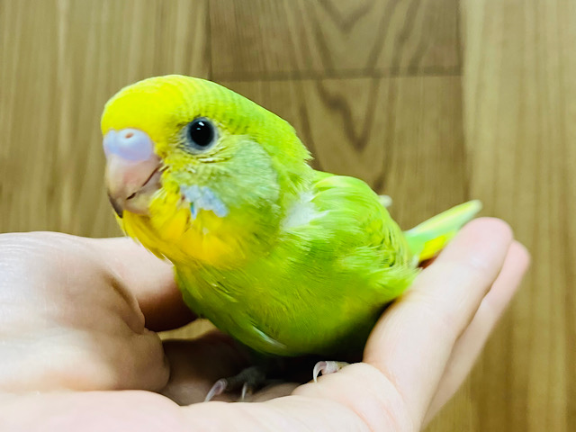 【最新画像更新🪄】コロンっとしたフォルムがきゅーと♡セキセイインコ(スパングル) ヒナ