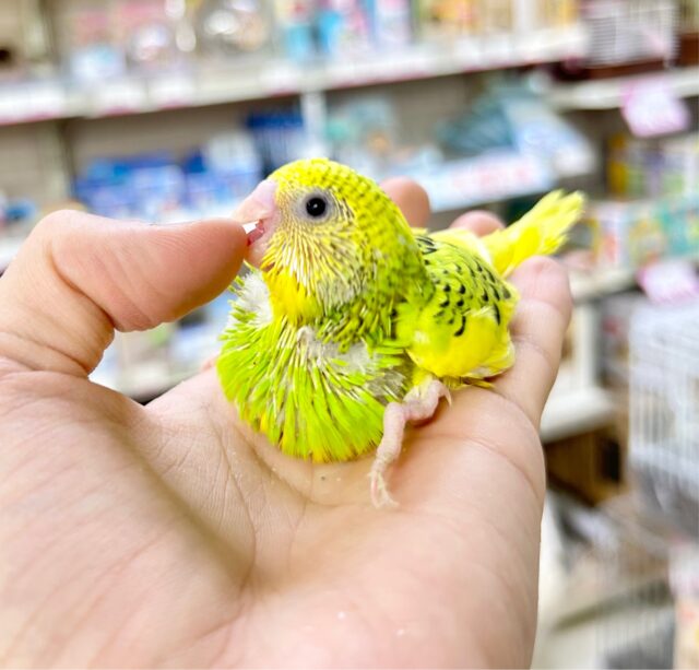 セキセイインコ