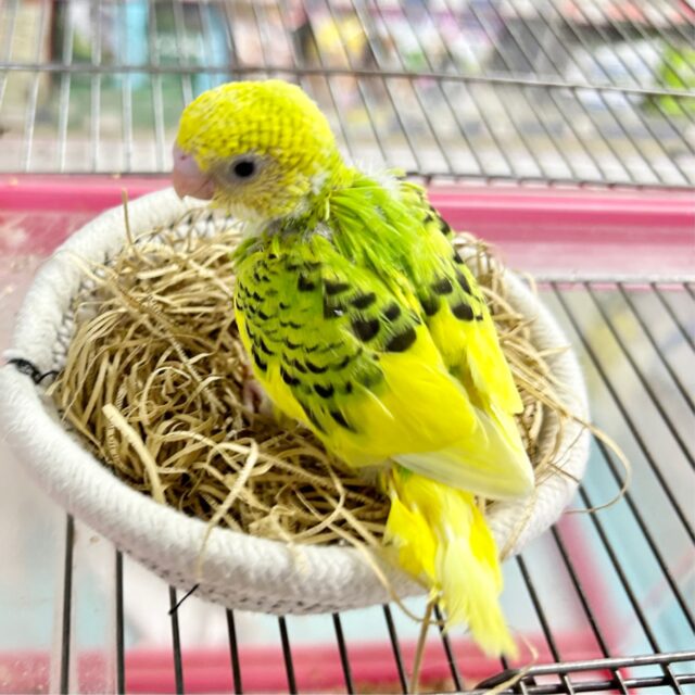 ❣️最新画像あります❣️これからのお楽しみ❣️セキセイインコ(パイド) 2023年8月生まれ セキセイインコ