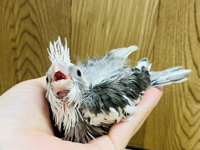 オカメインコ