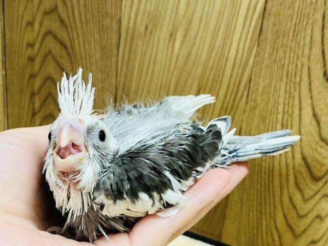 オカメインコ